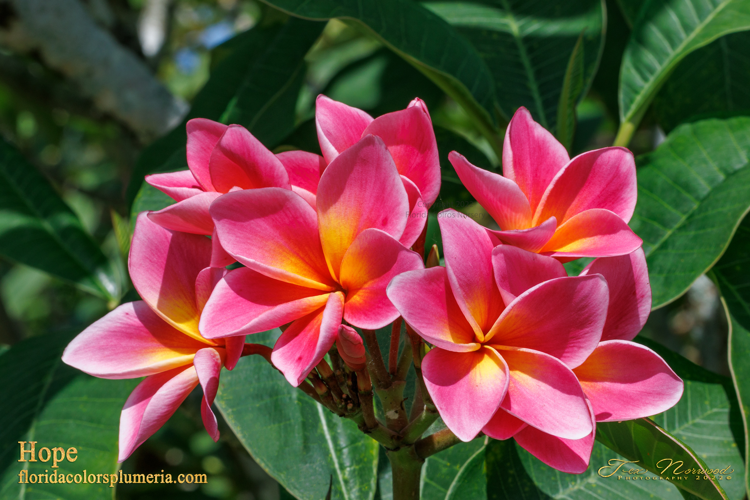 Pink plumeria blooms with green leaves
