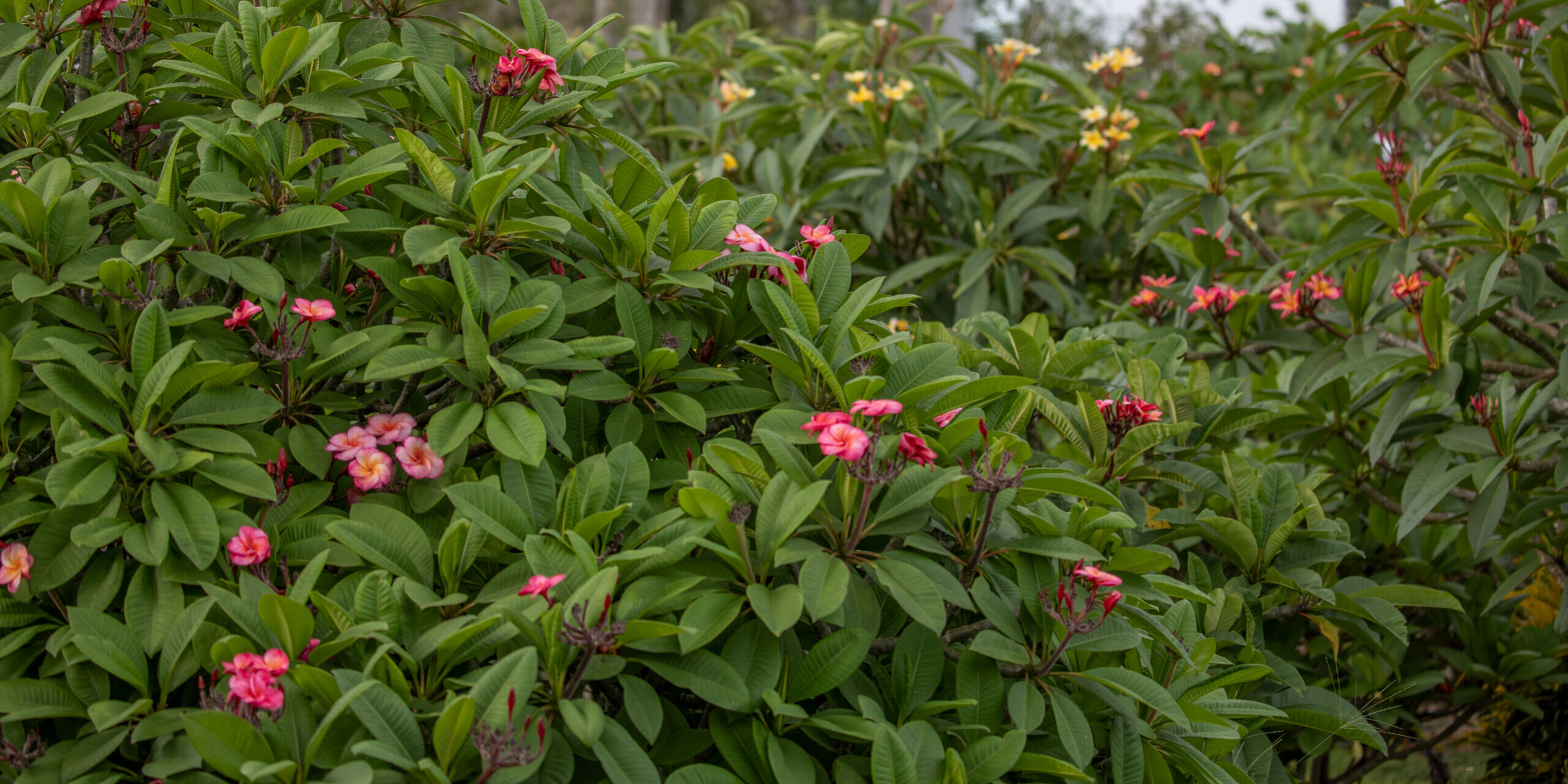 Plumeria growing at Florida Colors Nursery